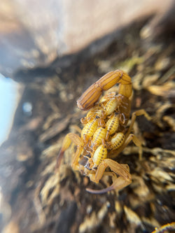 Tityus Stigmurus (Brazilian Yellow Scorpion)