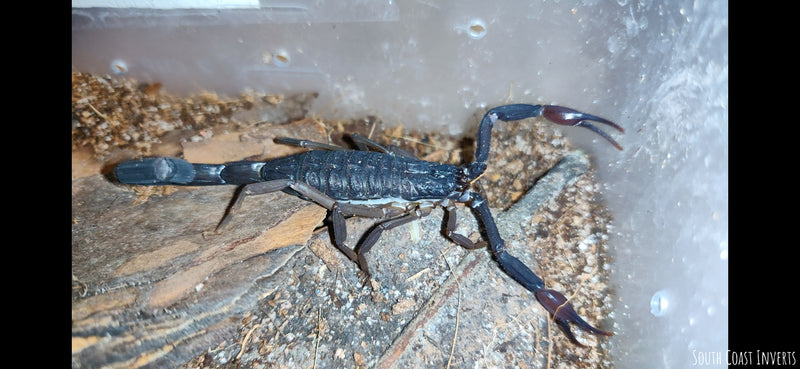 Centruroides Gracilis (Florida Bark Scorpion)