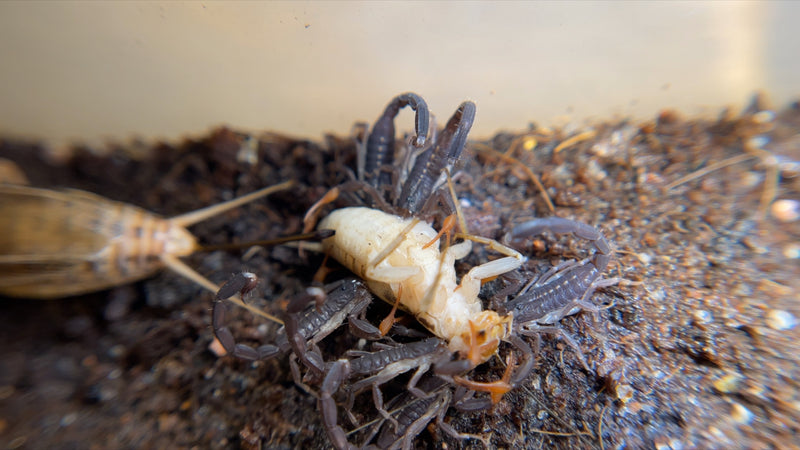 Centruroides Gracilis (Florida Bark Scorpion)